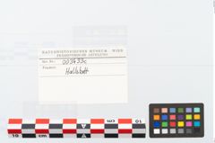 Etikett zu Schleifstein (NHMW-PRAE-003433c)